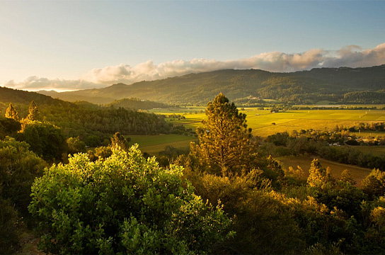 Napa Valley